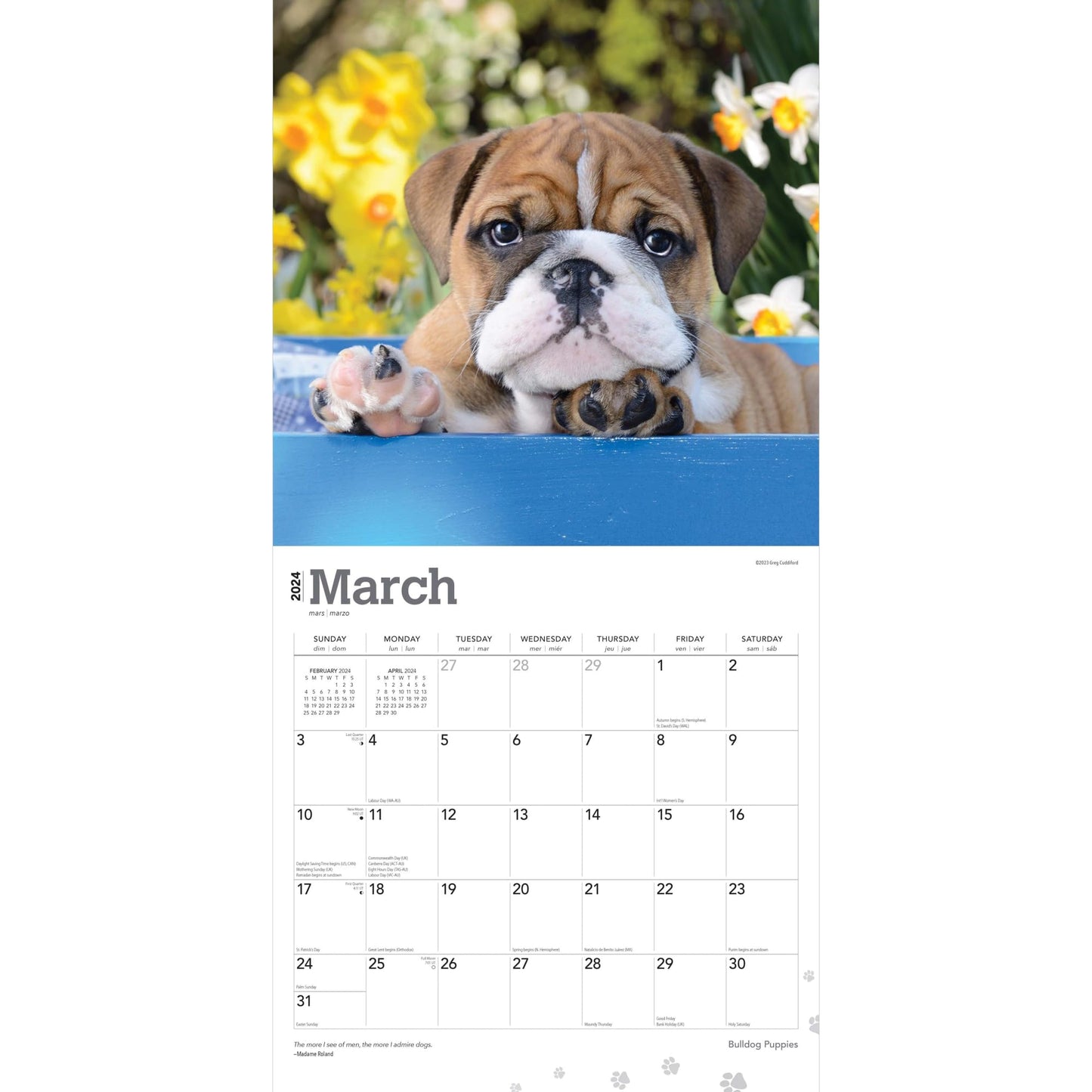 2024 Brown Trout Monthly Square Wall Calendar, 12" x 24", Bulldog Puppies, January To December 2024