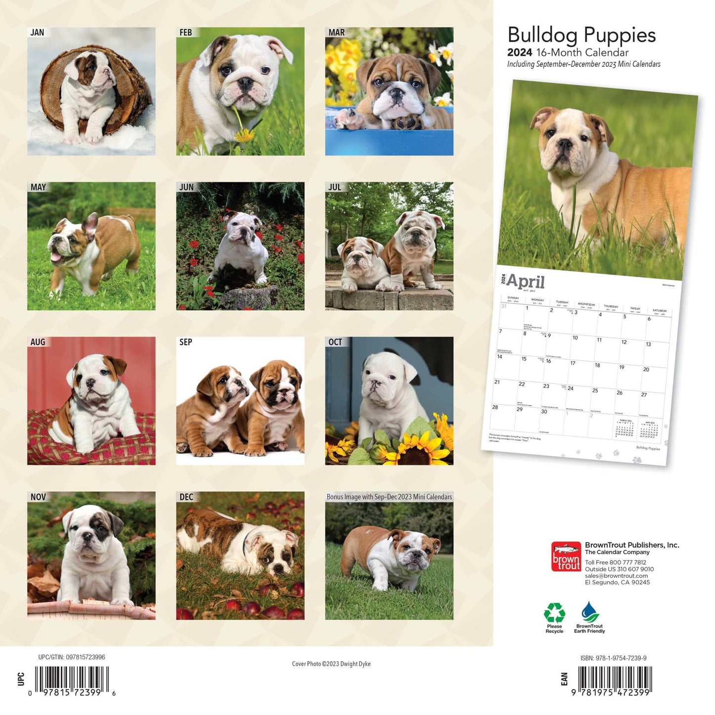 2024 Brown Trout Monthly Square Wall Calendar, 12" x 24", Bulldog Puppies, January To December 2024