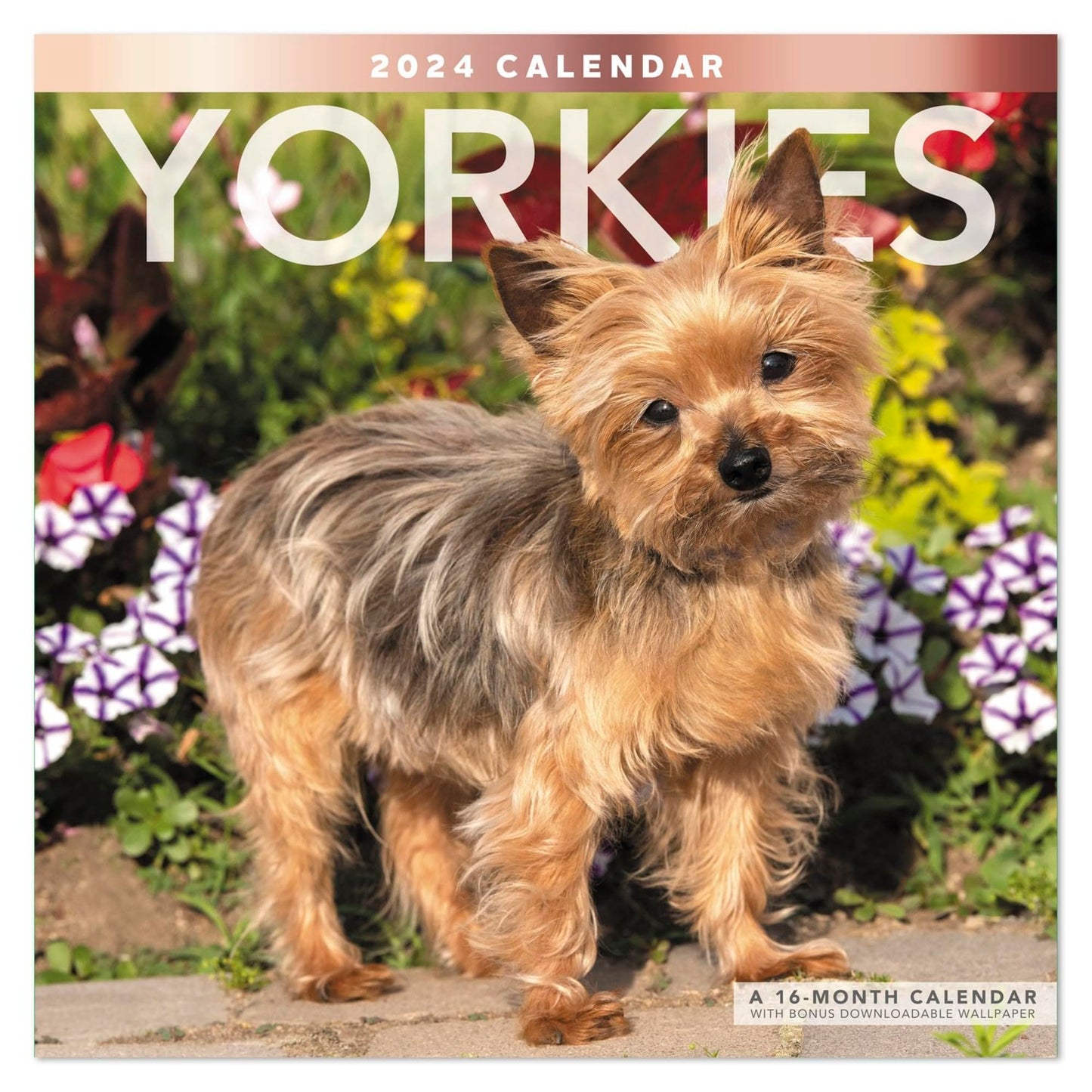 2024 Mead® 16-Month Wall Calendar, 12" x 12", Yorkies, September 2023 to December 2024, ODE32310