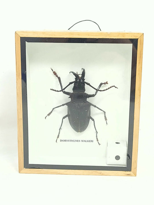 CERAMBYCIDAE Dorysthenes Walkeri Taxidermy Beetle (~3”/75mm) - Framed - NEW